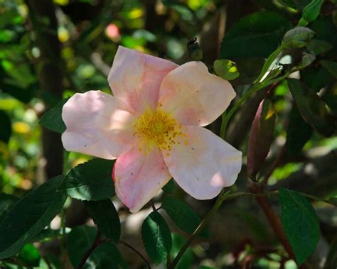 Rosa Chinensis Old Garden Hybrid Gardensonline