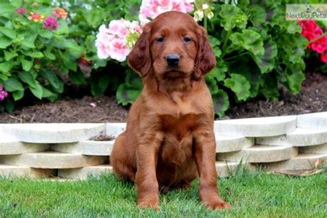 Irish setters for sale , large dog breeds , puppies for sale near me , puppy stores , dog breed selector , puppies for adoption near me , irish setter breeders. Posh: Irish Setter puppy for sale near Lancaster ...