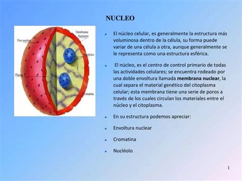 Ppt Nucleo Powerpoint Presentation Free Download Id3885389
