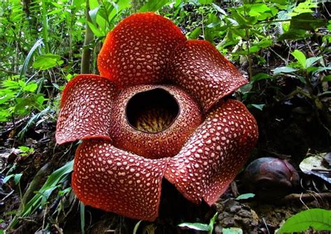 Mengenal Jenis Flora Dan Fauna Endemik Pulau Sumatera Faunadanfloracom