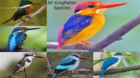All Kingfisher Species In The World Youtube