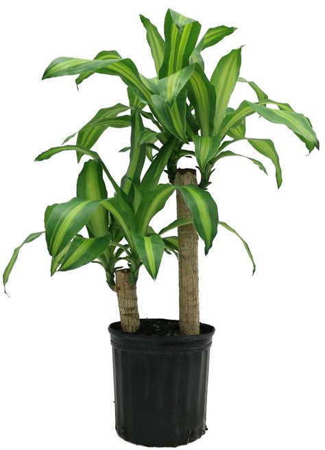 Costa Farms Live Indoor 2ft Tall Mass Cane Plant In 10in Grower Pot