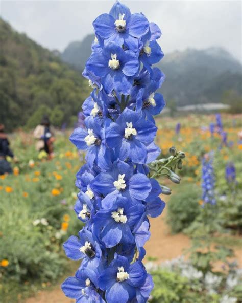 Prized By Gardeners Delphinium Blue Bird Group Candle Larkspur Are