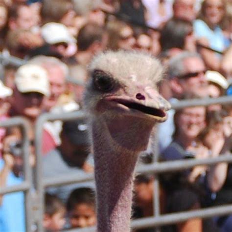 Amaze Pics And Vids Ostrich Festival Ostrich Race Photos Arizona Usa