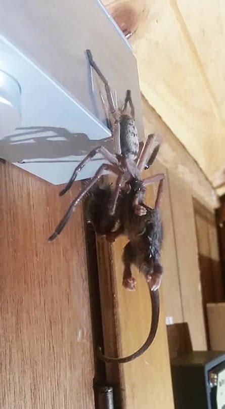 Epic Photo Huntsman Spider Eats Pygmy Possum In Australia Spiders