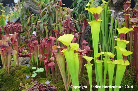 How To Grow The Pitcher Plant From Seed The Garden Of Eaden