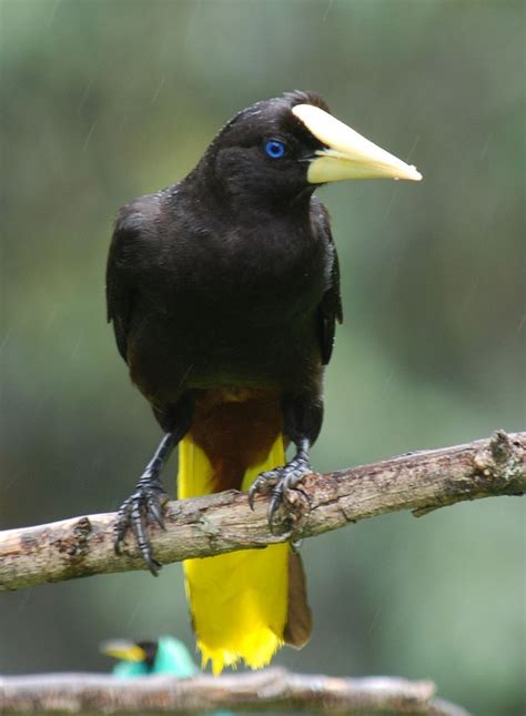 Lista De Aves Do Brasil Wikipédia A Enciclopédia Livre Aves Do