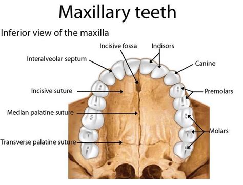 Anatomy Of The Maxilla Dentistry Education Anatomy Education