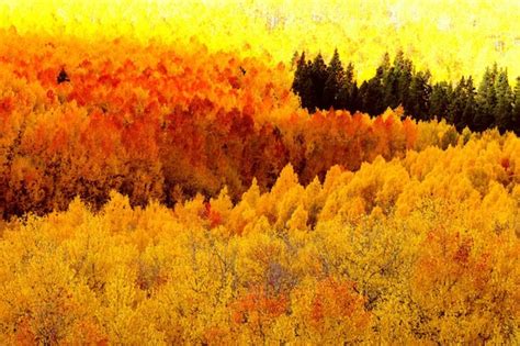 Blazing Mountainside Forest Aspens Trees Autumn By Simplylodge