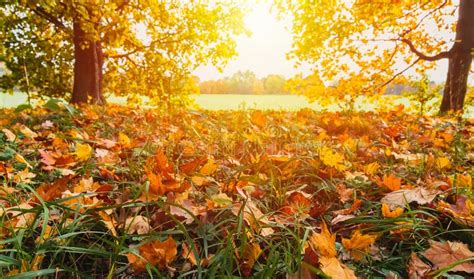 Sun Shine Through Autumn Trees With Autumn Foliage Leaves In Grass