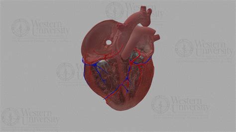 300051 Human Heart Model Section 3d Model By Westernu3d 8634c43