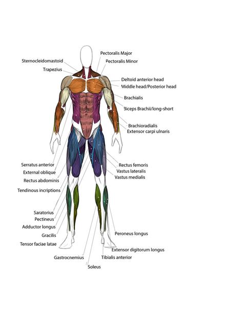 Muscle Map Front By Bedajh20 On Deviantart