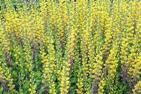 So, what's a good way to start fresh and apply something that will help prevent weeds from the start? 12 Outdoor Plants You Can't Possibly Kill in Your Garden | Plants, Outdoor plants, Baptisia plant
