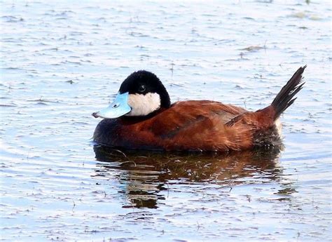 Ruddy Duck Duck Hunting Waterfowl Ornithology