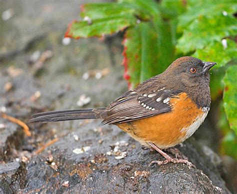 Spotted Towhee Identification Facts Diet Habit And More