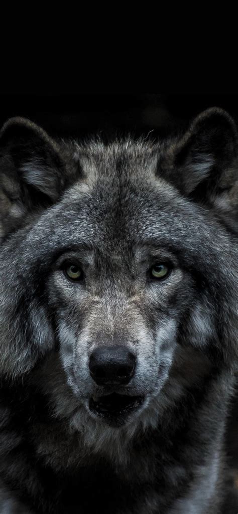 We did not find results for: Wolf Wallpaper for iPhone 11, Pro Max, X, 8, 7, 6 - Free ...