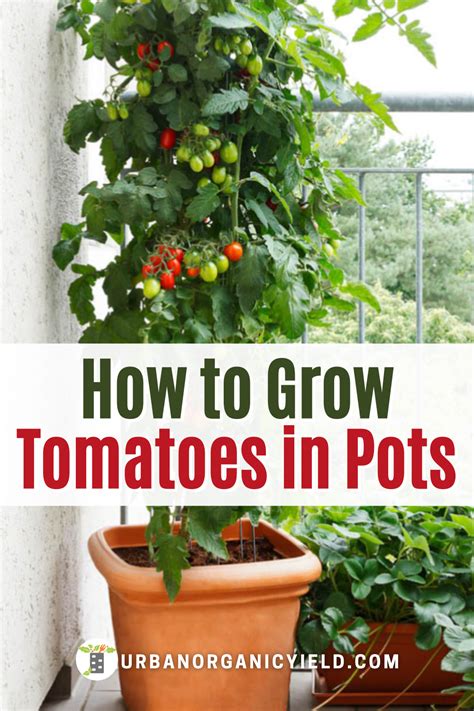 Growing Tomatoes In Pots Containers Garden Plant