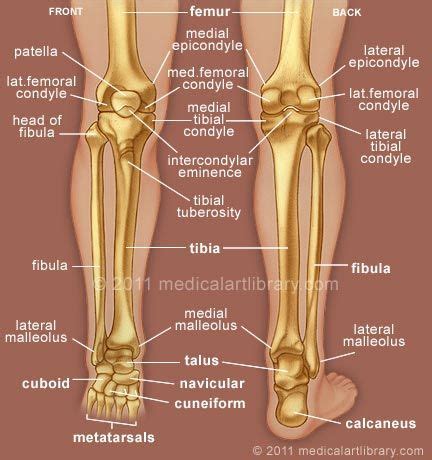 Bones and their common names. Lower leg bones | radiology | Pinterest