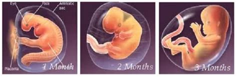 2 Month Pregnancy Baby Image Babypregnancy
