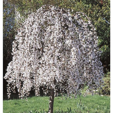 6 Gallon White Weeping Cherry Feature Tree In Pot With Soil L3232