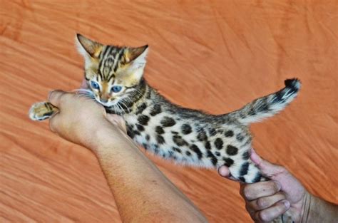 If you live in california and you're trying to adopt a bengal kitten or bengal cat, your best choice is to go to a bengal breeder. bengal cats for sale buy a bengal cat bengal kitten ...