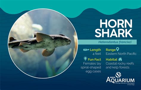 It S Sharkweek A Few Fun Facts About The Horn Shark Remember Sharks Are Rad Not Bad Want