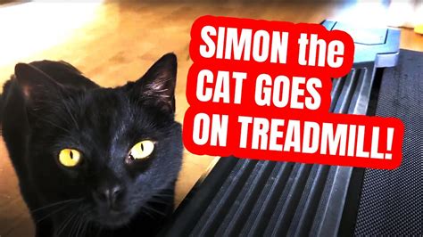 Making them a diy cat treadmill can get them exercising without having them tear around the house or be released outside. CAT GOES ON TREADMILL! - YouTube