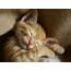 Cute Cats & Kittens  Freeware Guru Free Utility Software Downloads