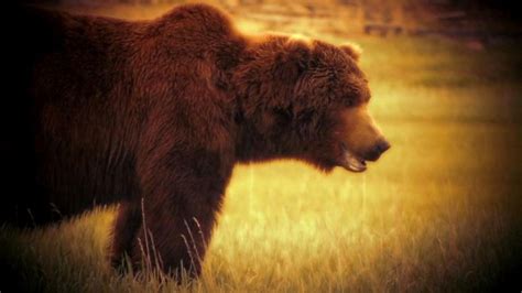 alaska man survives bear attack  camping video abc news