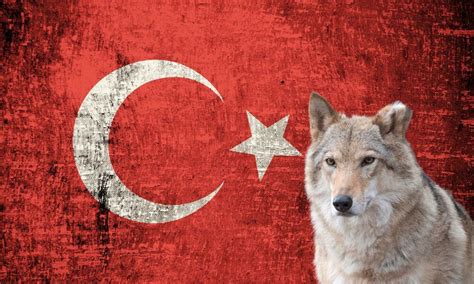National Animal Of Turkey Helpful Content Foreign Lingo