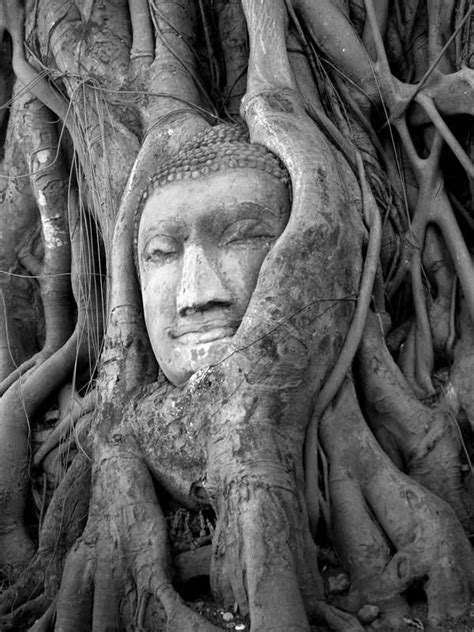 Buddha Tree A Photo From Ayutthaya Central Trekearth Buddha