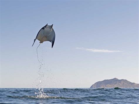 Shocking Photos Of Flying Devil Ray Fish Business Insider