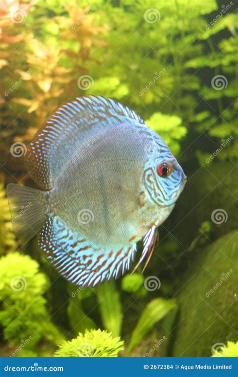 Blue Discus Fish Stock Photo Image Of Nature Colour 2672384