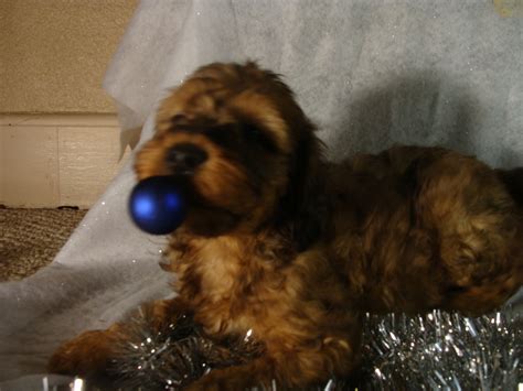Miniature irish doodle puppies for sale in north carolina. Puppies - Irish Doodle & Goldendoodle Puppies For Sale ...