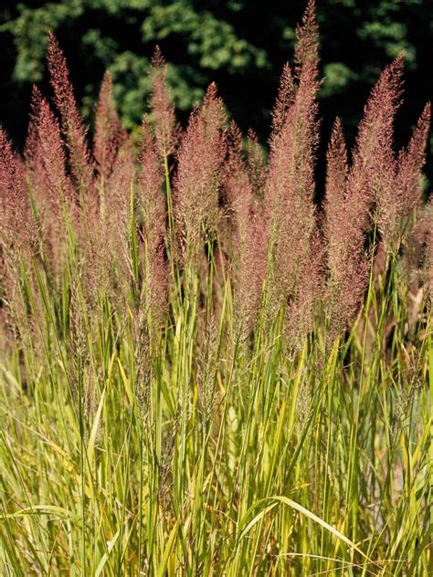 Wispy Ornamental Grasses Are Versatile Plants In Any Landscape That Can