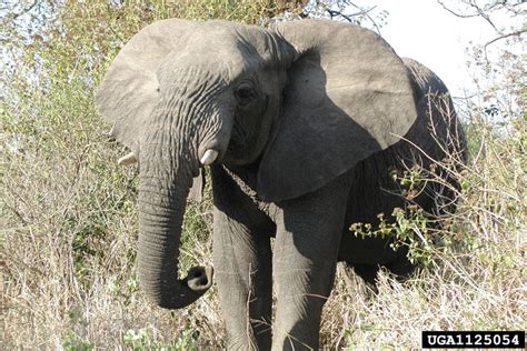 African Elephant Loxodonta Africana Proboscidea Elephantidae 1125054