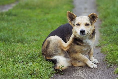 What To Do If Your Dog Has Irritated Skin