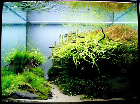 Created for a discerning buyer that requires the very best, this one piece aquascape was meticulously crafted to exceed reefing expectations. AGA 2011 Aquascaping Contest: #3