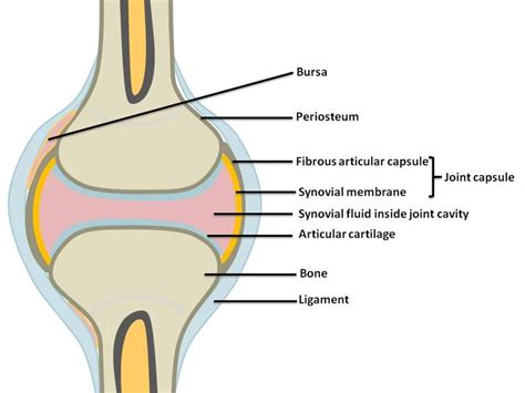 Synovial Joints | Anatomy and physiology, Physiology, Anatomy