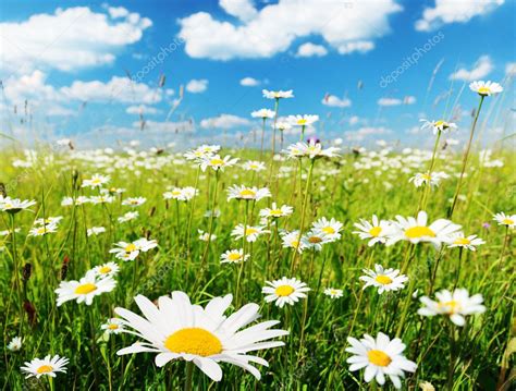 Field Of Daisy Flowers — Stock Photo 4621974