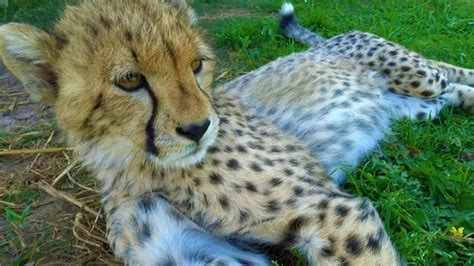 Cute Baby Cheetah Kitten Purring Youtube