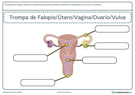 Fotos Del Aparato Reproductor Femenino Sistema Reproductor Femenino