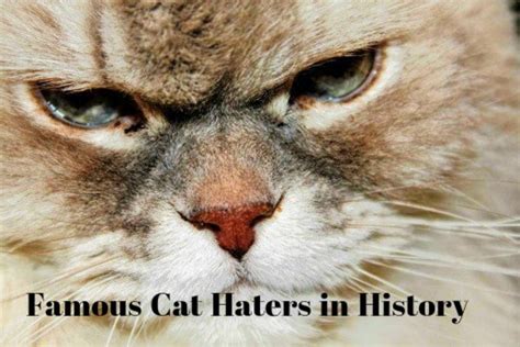 Cats' stealing people's breath is an old wives' tale. Cat Haters: Famous People in History Who Disliked Cats ...