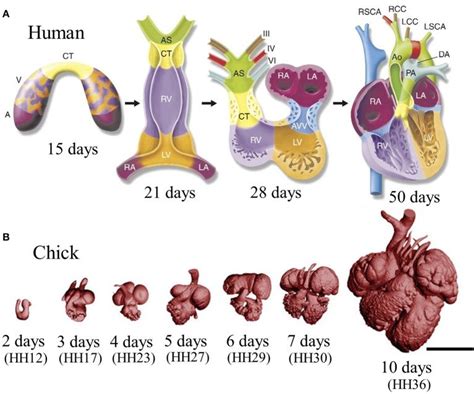 Stages Of Heart Development A Schematic Of Cardiac Morphogenesis In