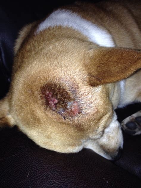 My Dog Has A Large Open Sore On His Head Started As A Bump Within The
