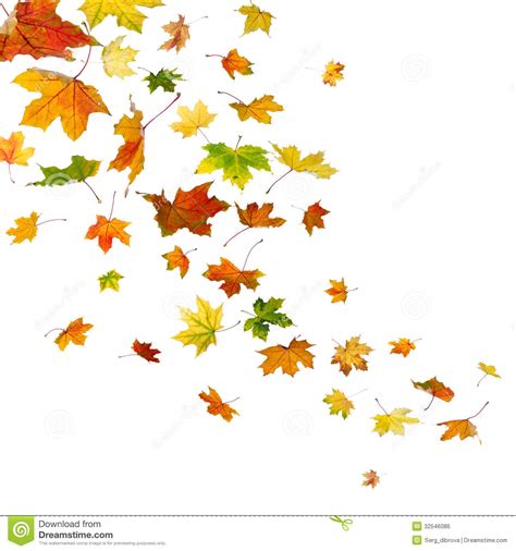 Fallen Leaves Clipart 20 Free Cliparts Download Images On Clipground 2024