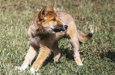 Lost Pup Turns Out To Be A Rare Purebred Dingo