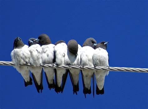 Seven Swallows Sitting Photograph By Holly Kempe Fine Art America