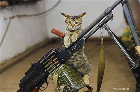 Funny Animals With Guns Photos 2012 Funny World