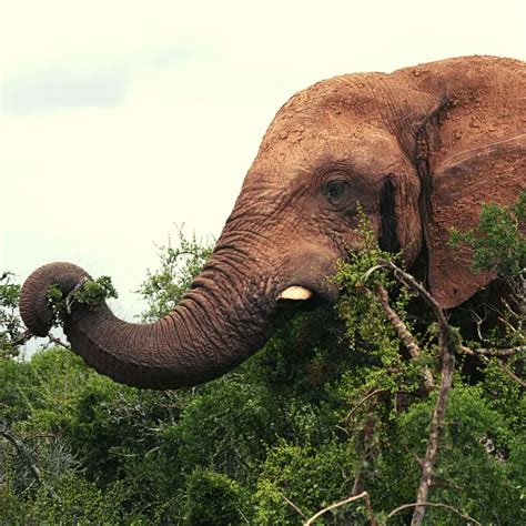 African Elephants Eating